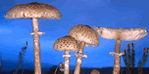 Edible Mushrooms and Herbal Mushrooms