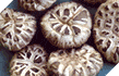Shiitake Mushrooms (Lentinual Edodes)